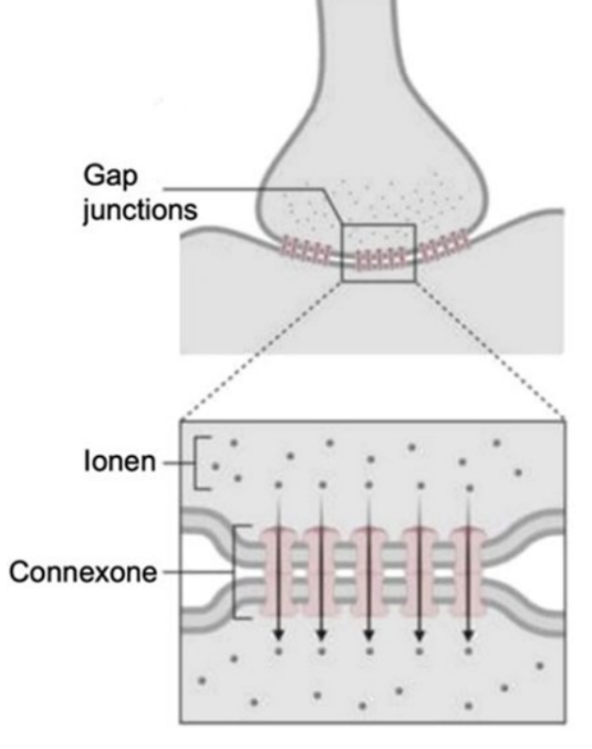 Schematische Darstellung von Gap-Junctions (Connexonen) zwischen Zellen mit darstelltem Ionenfluss.
